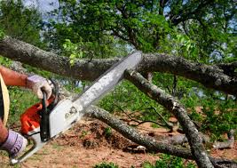 Best Emergency Tree Removal  in Weston, NJ